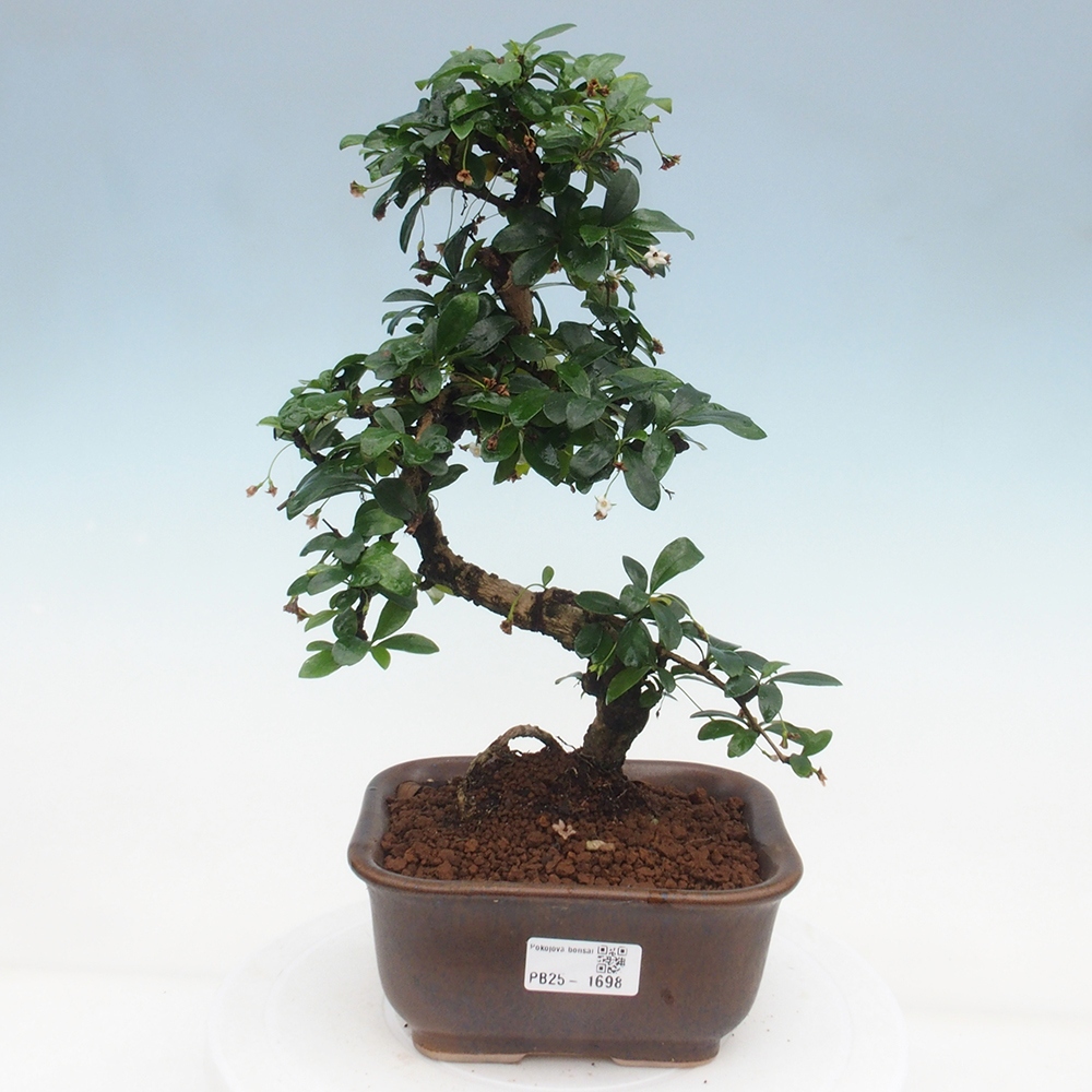 Pokojová bonsai - Carmona macrophylla - Čaj fuki