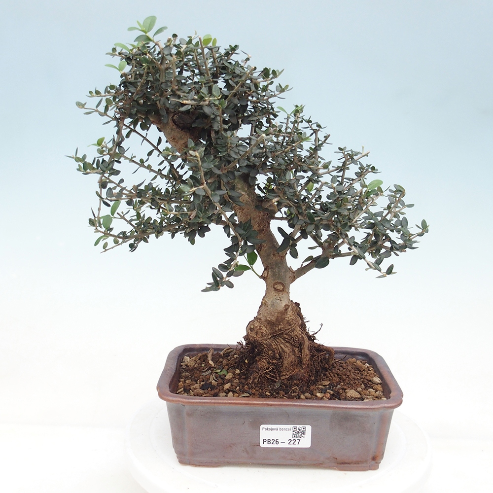 Pokojová bonsai - Olea europaea sylvestris -Oliva evropská drobnolistá