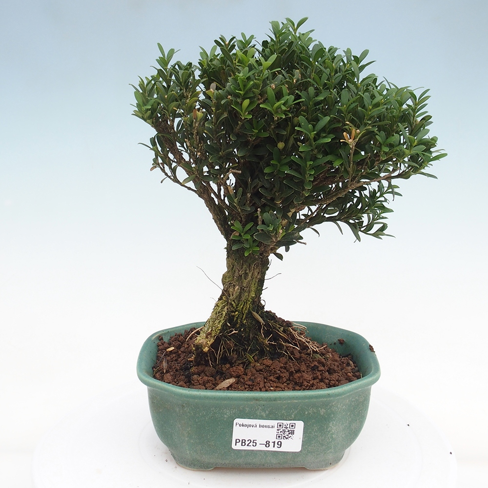 Pokojová bonsai - Buxus harlandii - korkový buxus
