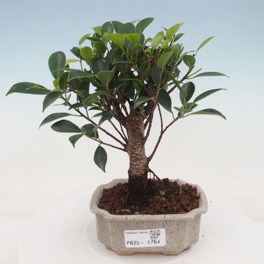 Pokojová bonsai Ficus retusa kimmen