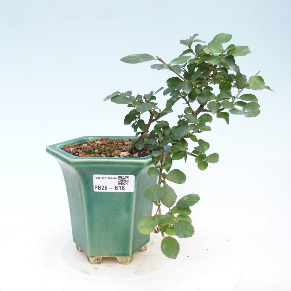 Pokojová bonsai - Grewia occidentalis - Hvězdice levandulová