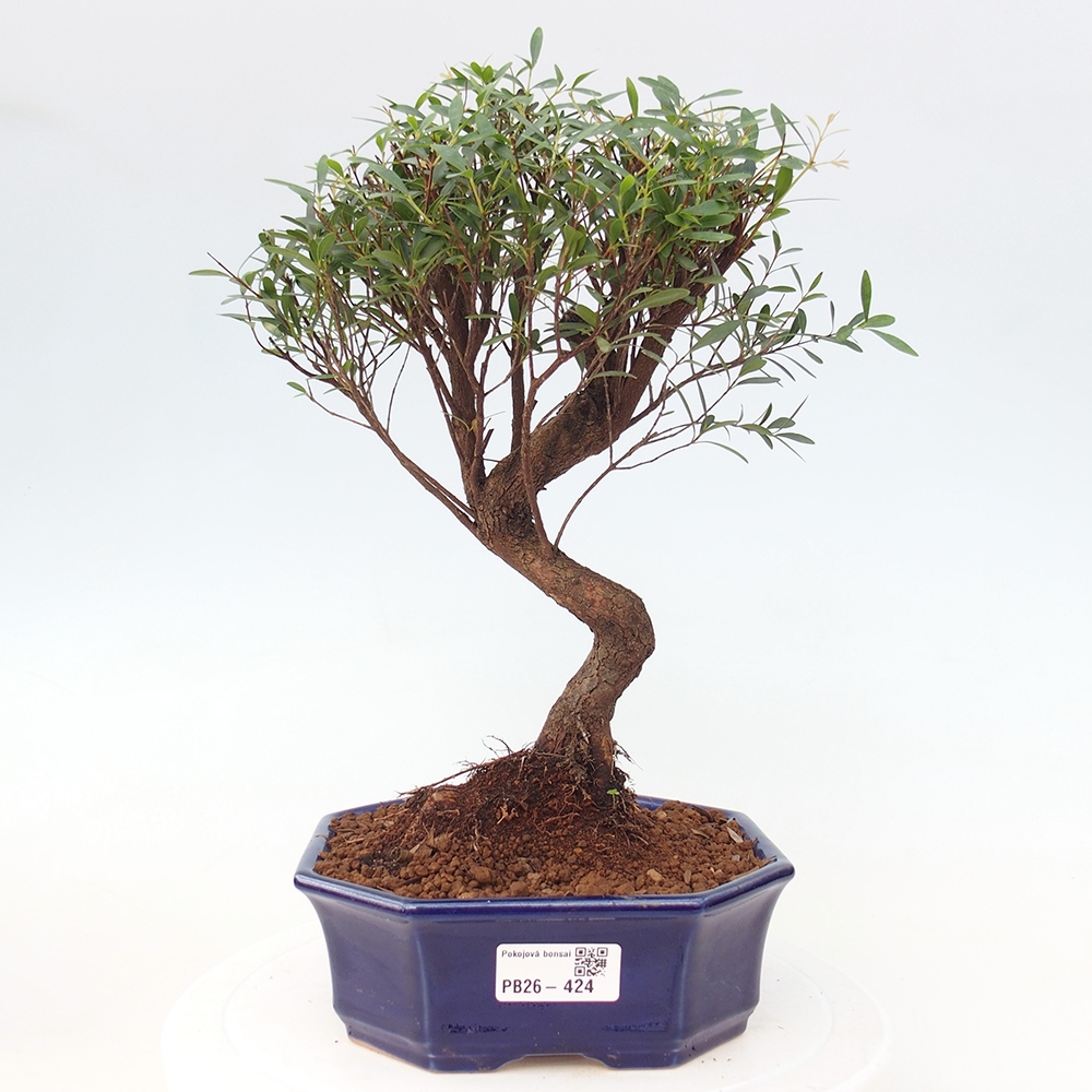 Pokojová bonsai - Syzygium - Pimentovník
