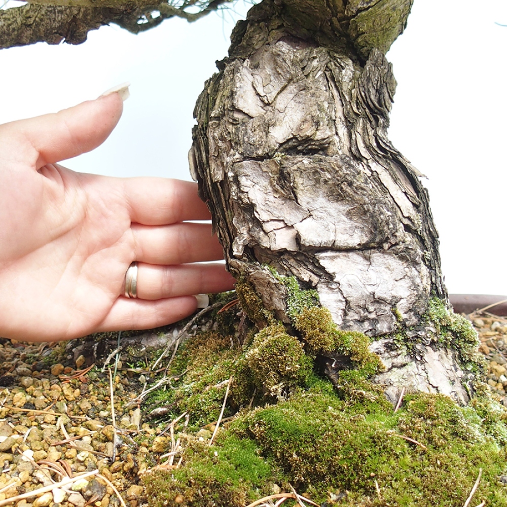 Venkovní bonsai - Pinus parviflora - Borovice drobnokvětá