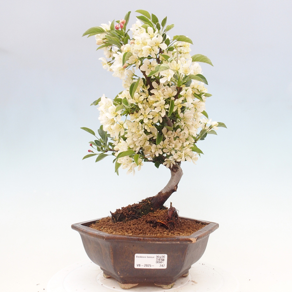 Venkovní bonsai - Malus sargentii -  Maloplodá jabloň
