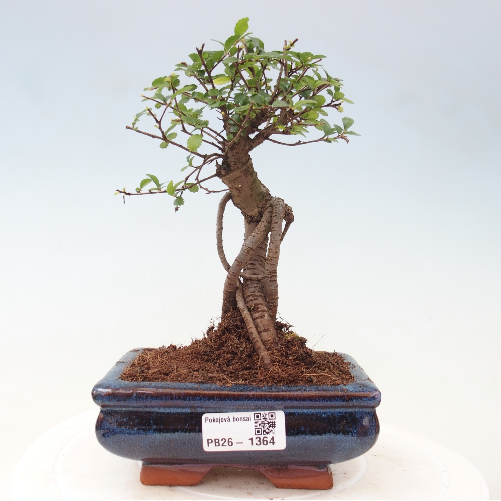Pokojová bonsai - Ulmus parvifolia - Malolistý jilm