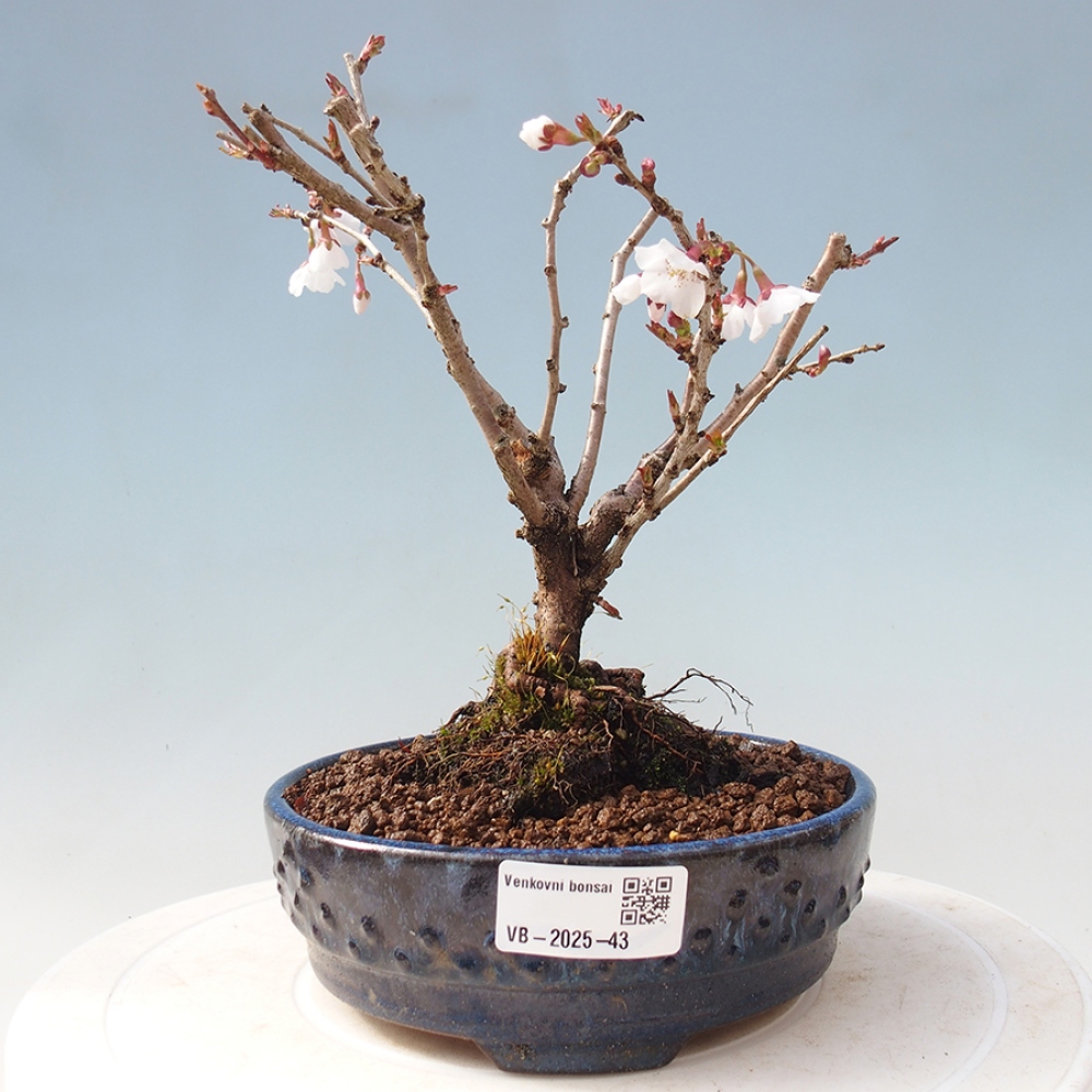 Venkovní bonsai - Prunus incisa Kojou-no mai-Slivoň vyříznutá