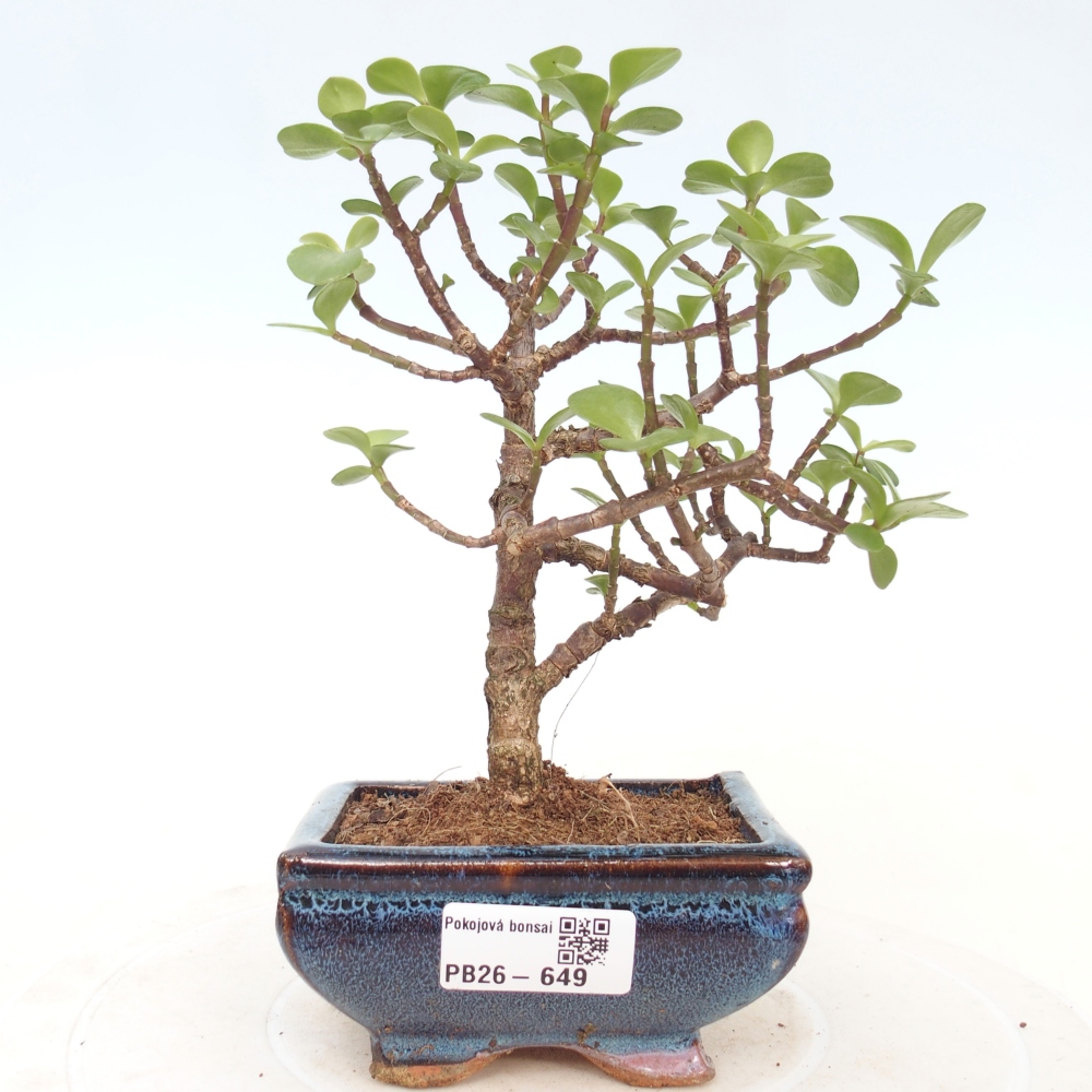 Pokojová bonsai - Portulakaria Afra - Tlustice