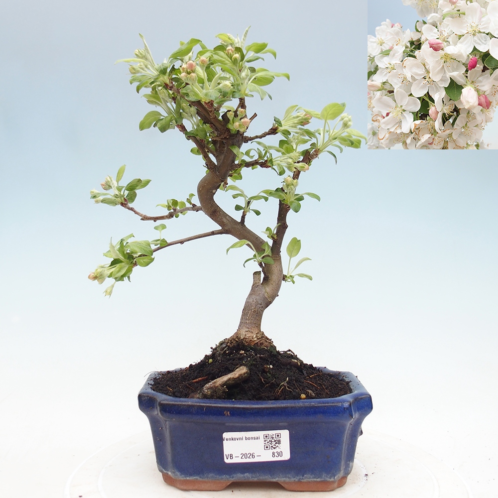 Venkovní bonsai -Malus halliana - Maloplodá jabloň