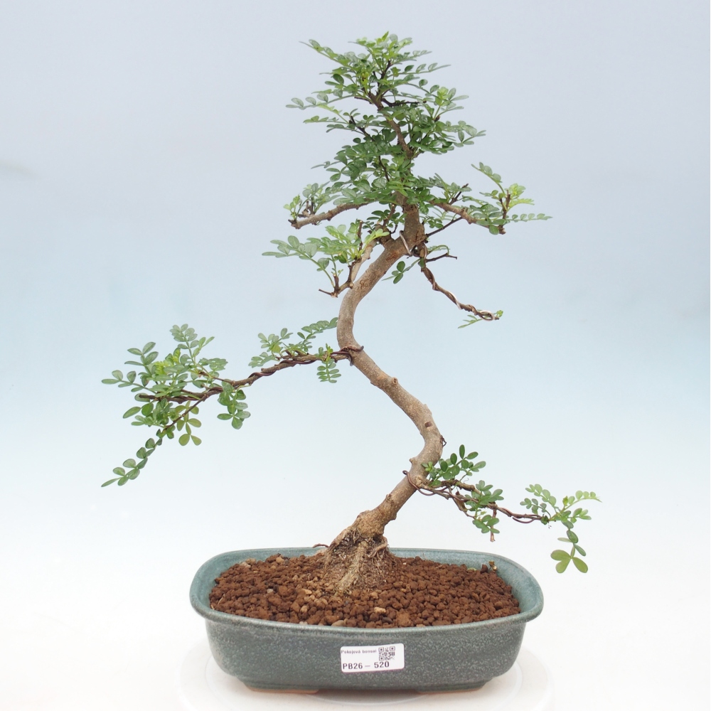 Pokojová bonsai - Zantoxylum piperitum - pepřovník