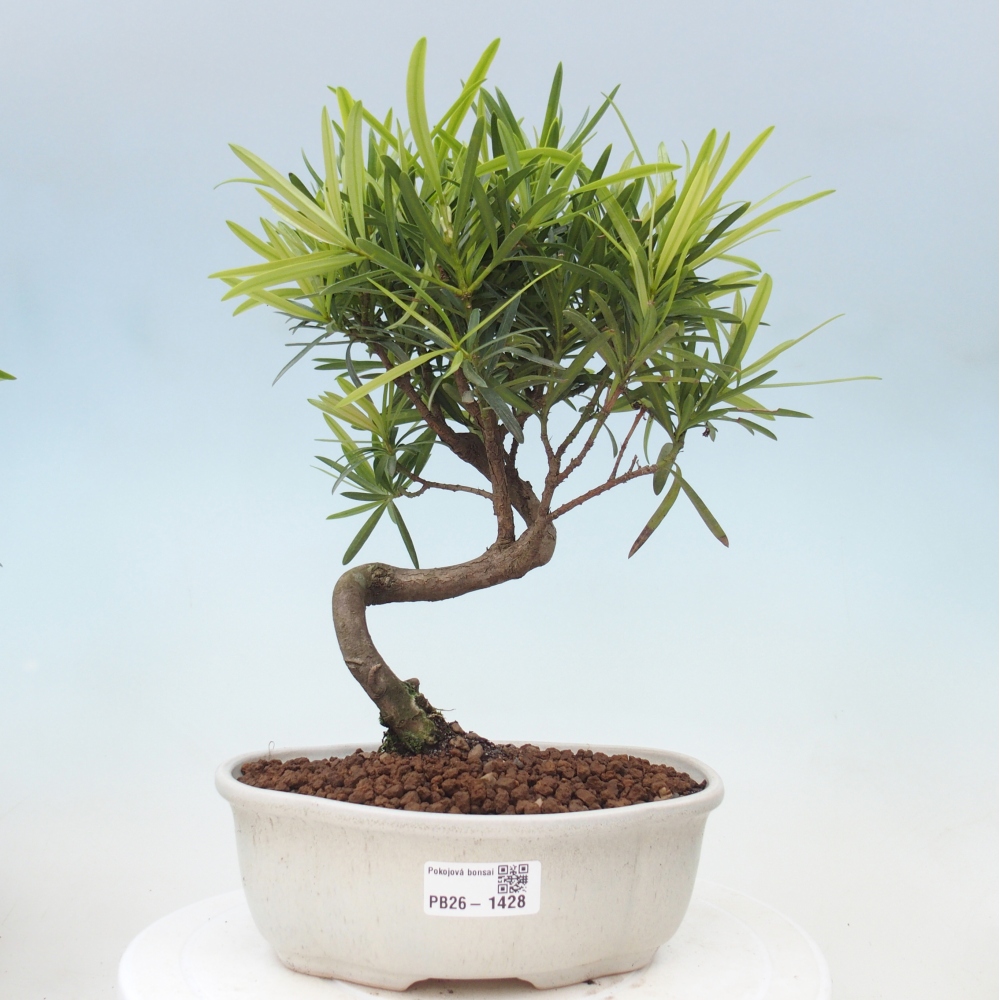 Pokojová bonsai - Podocarpus - Kamenný tis