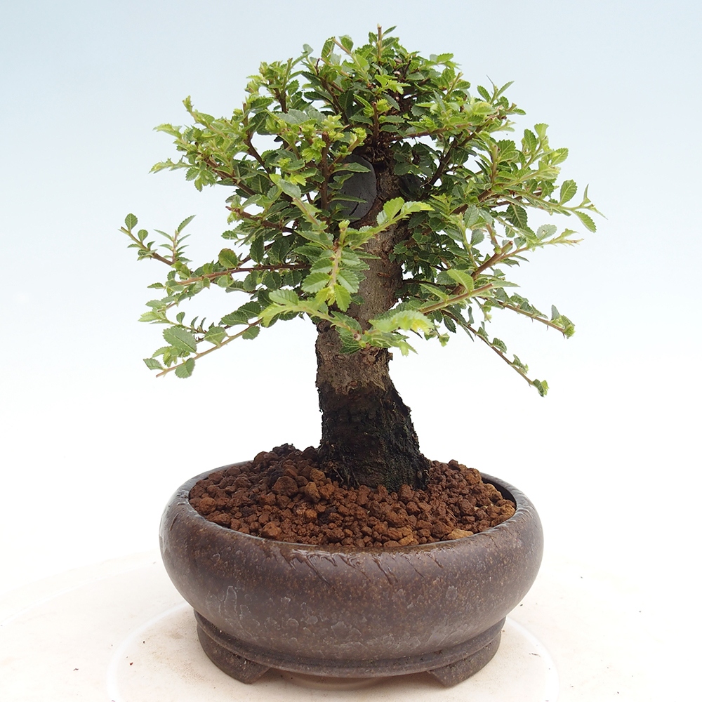 Venkovní bonsai - Ulmus parvifolia Hokkaido - jilm Činski