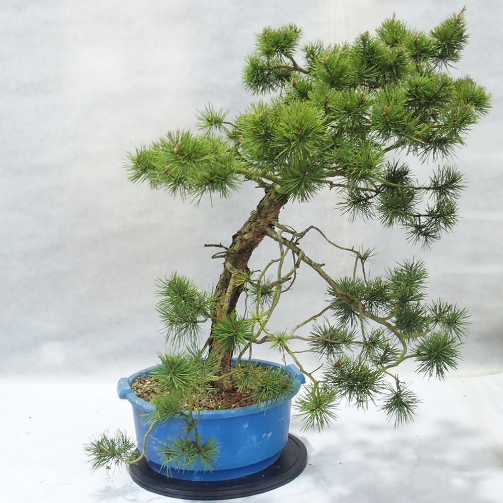 Yamadori - Pinus sylvestris 