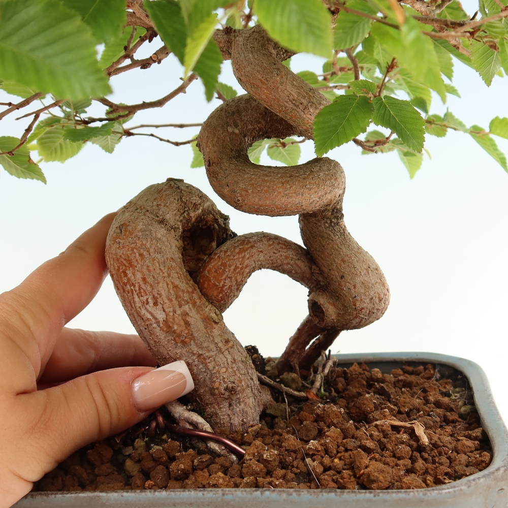 Venkovní bonsai -Carpinus coreana - Habr korejský