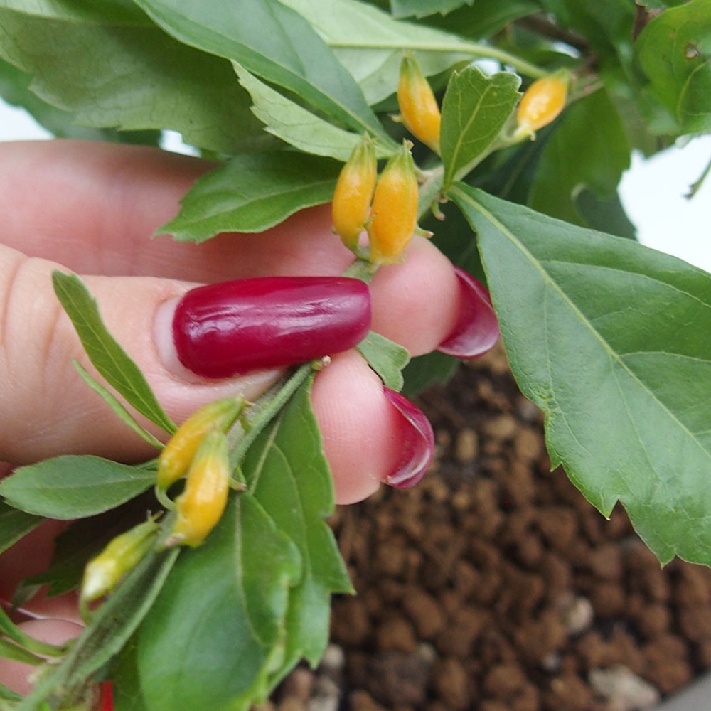 Pokojová bonsai - Duranta  repens -Duranta