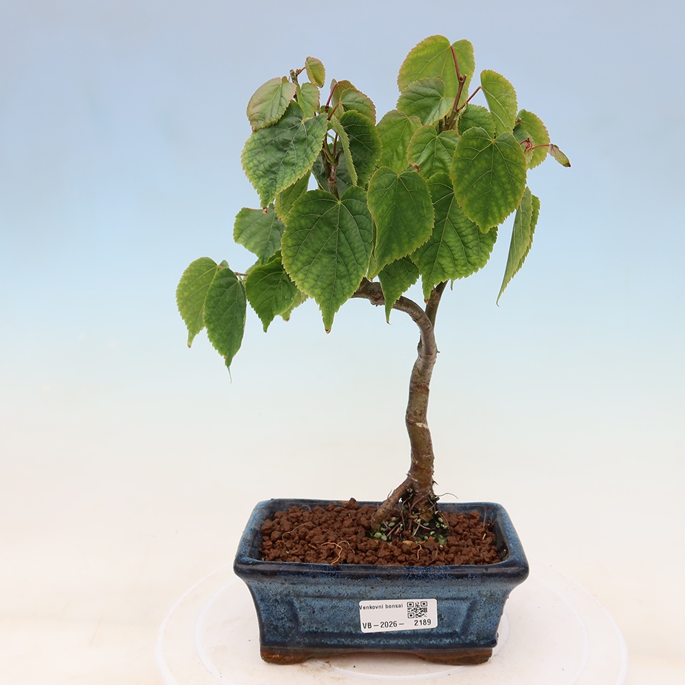 Venkovní bonsai - Lípa srdčitá - Tilia cordata