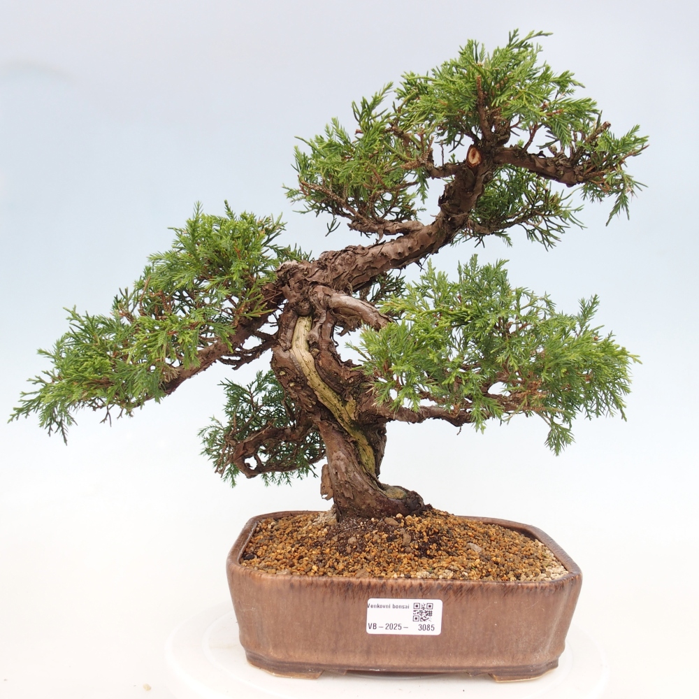 Venkovní bonsai - Juniperus chinensis Itoigawa -Jalovec čínský