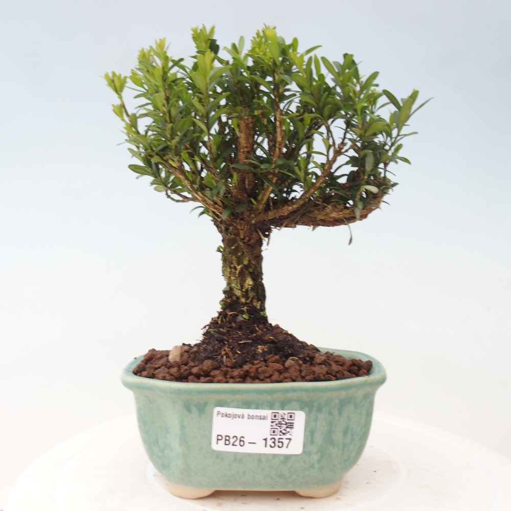 Pokojová bonsai - Buxus harlandii -korkový buxus