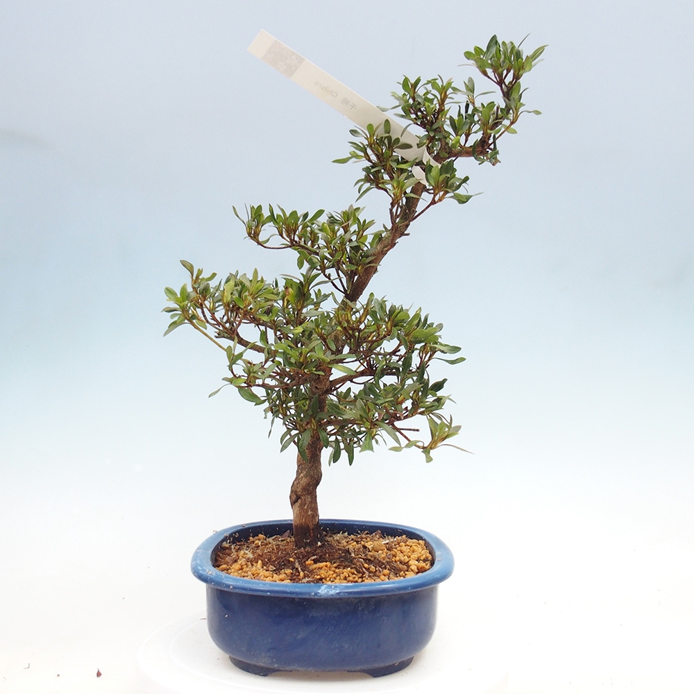 Venkovní bonsai - Japonská azalka - Azalea CHIHIRO