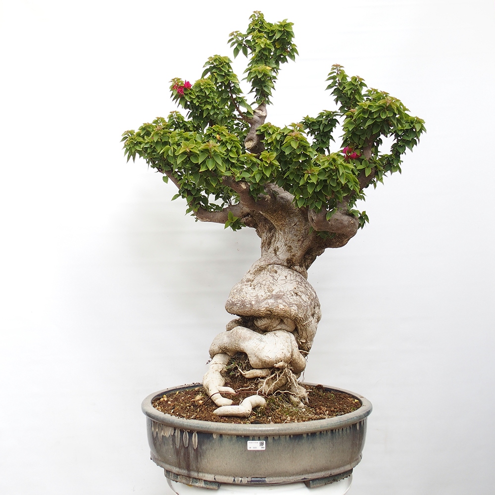Pokojová bonsai - Bouganwilea