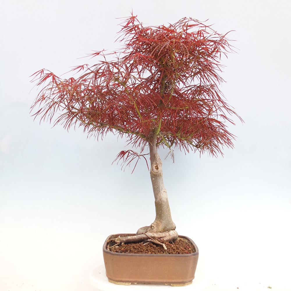 Venkovní bonsai - Javor dlanitolistý - Acer palmatum RED PYGMY