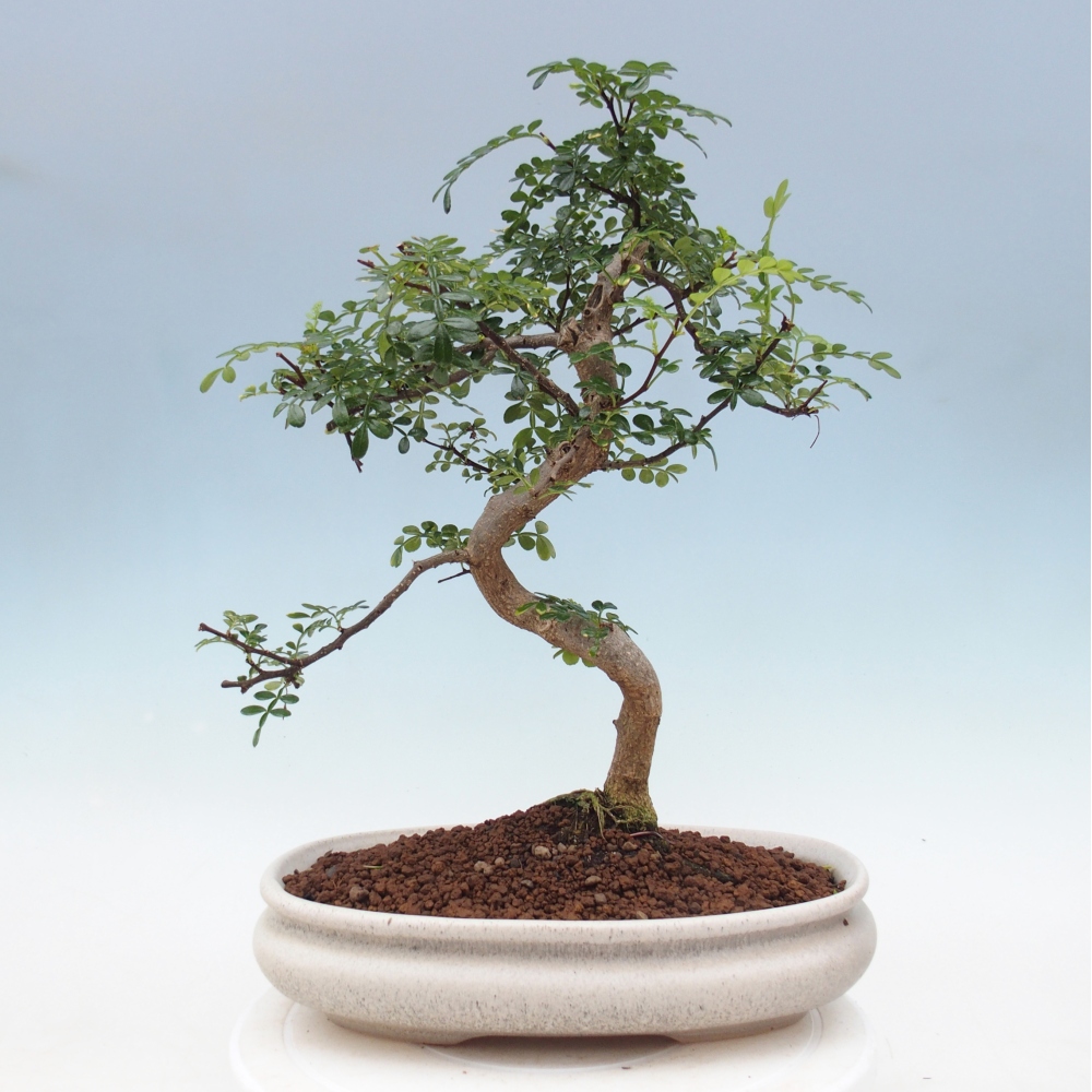 Pokojová bonsai - Zantoxylum piperitum - pepřovník