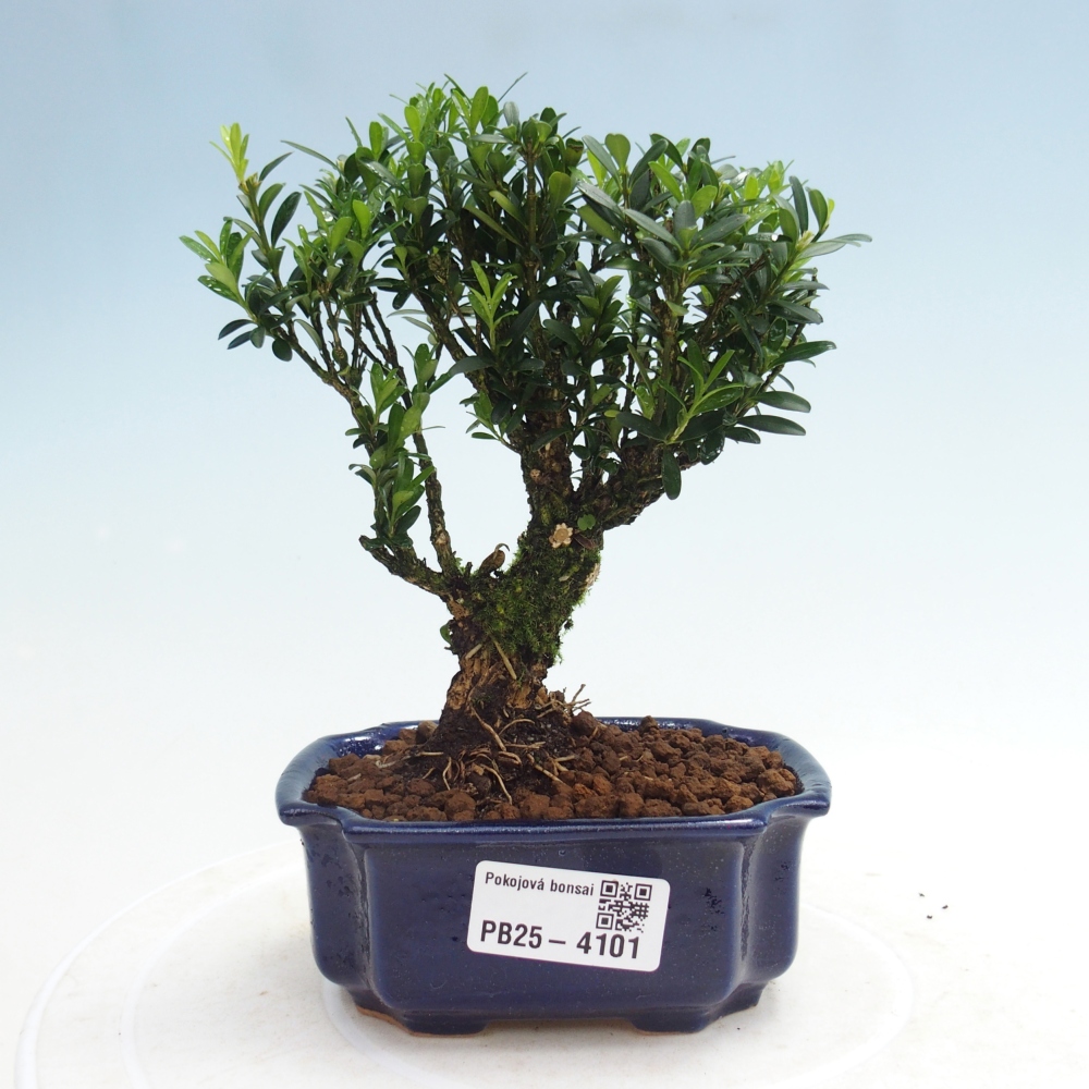 Pokojová bonsai - Buxus harlandii -korkový buxus