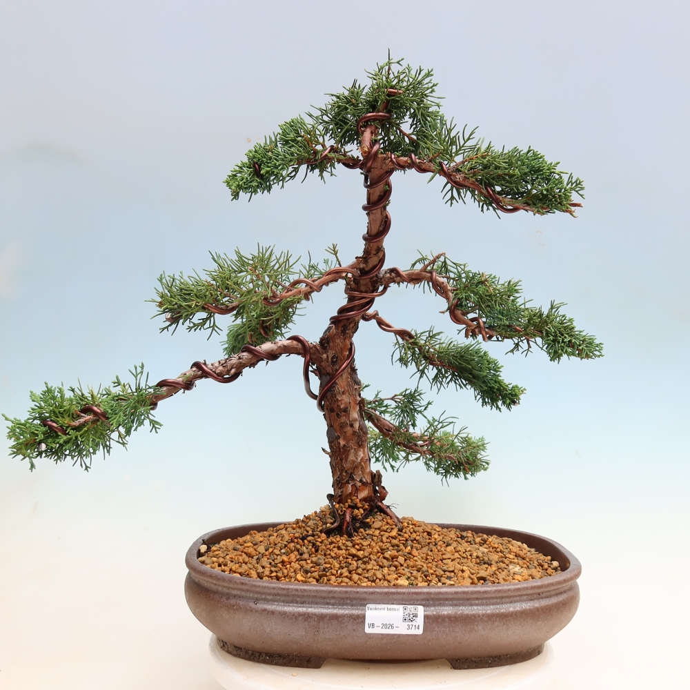 Venkovní bonsai - Juniperus chinensis Kishu -Jalovec čínský