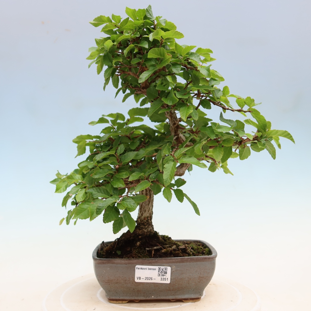 Venkovní bonsai -Carpinus Coreana - Habr korejský