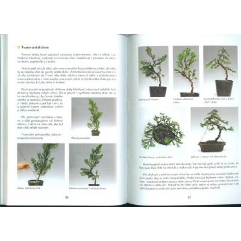 Kniha bonsai nejen v paneláku