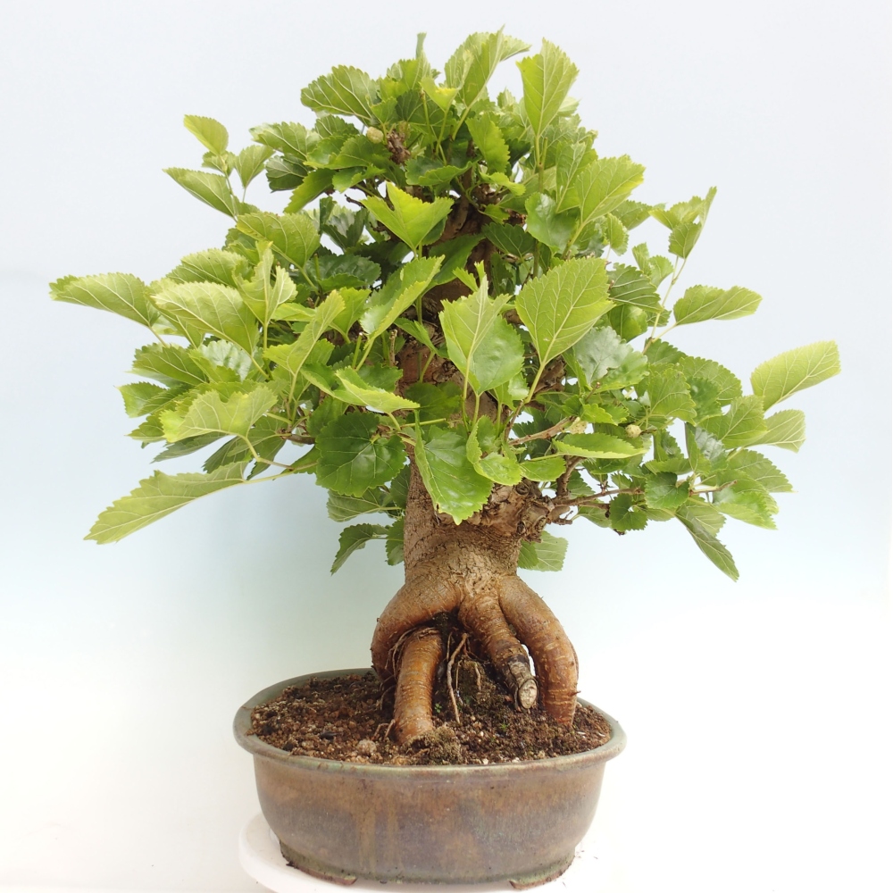 Venkovní bonsai -Morus alba - moruše