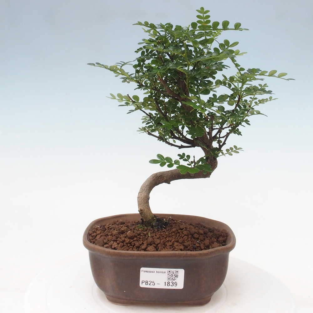 Pokojová bonsai - Zantoxylum piperitum - pepřovník
