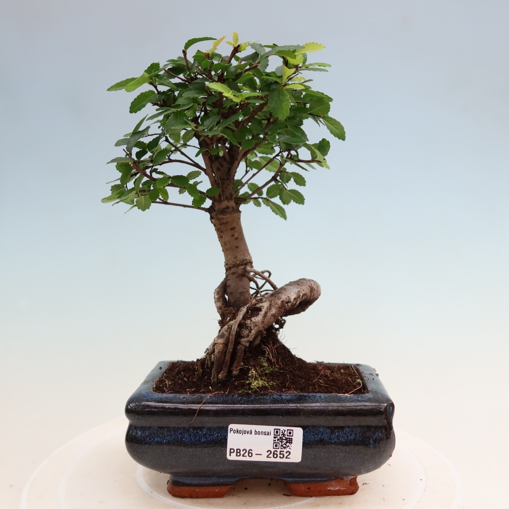 Pokojová bonsai - Ulmus parvifolia - Malolistý jilm