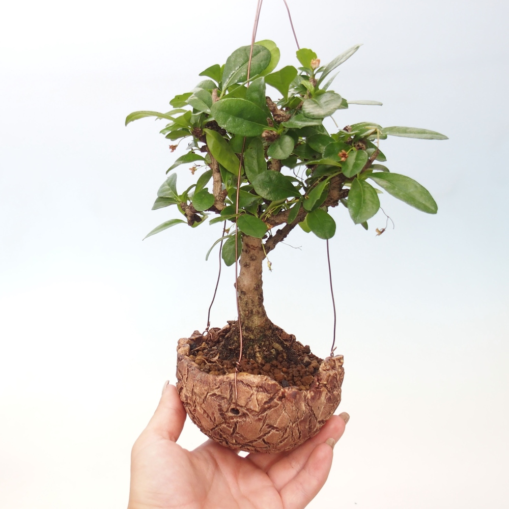 Kokedama v keramice - Čaj-fuki - Carmona macrophylla