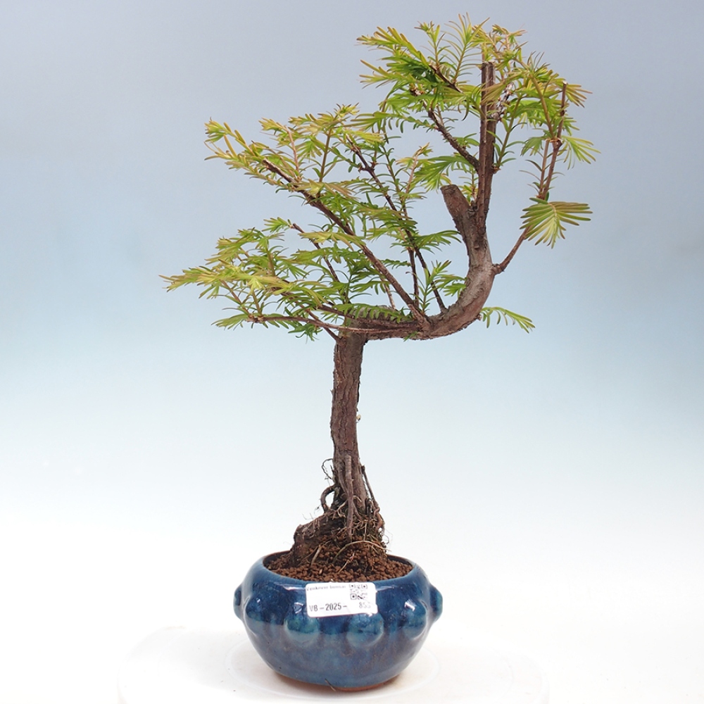 Venkovní bonsai - Metasequoia glyptostroboides - Metasekvoje čínská