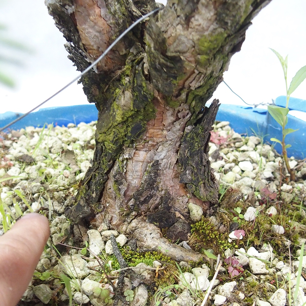 Yamadori - Pinus sylvestris 