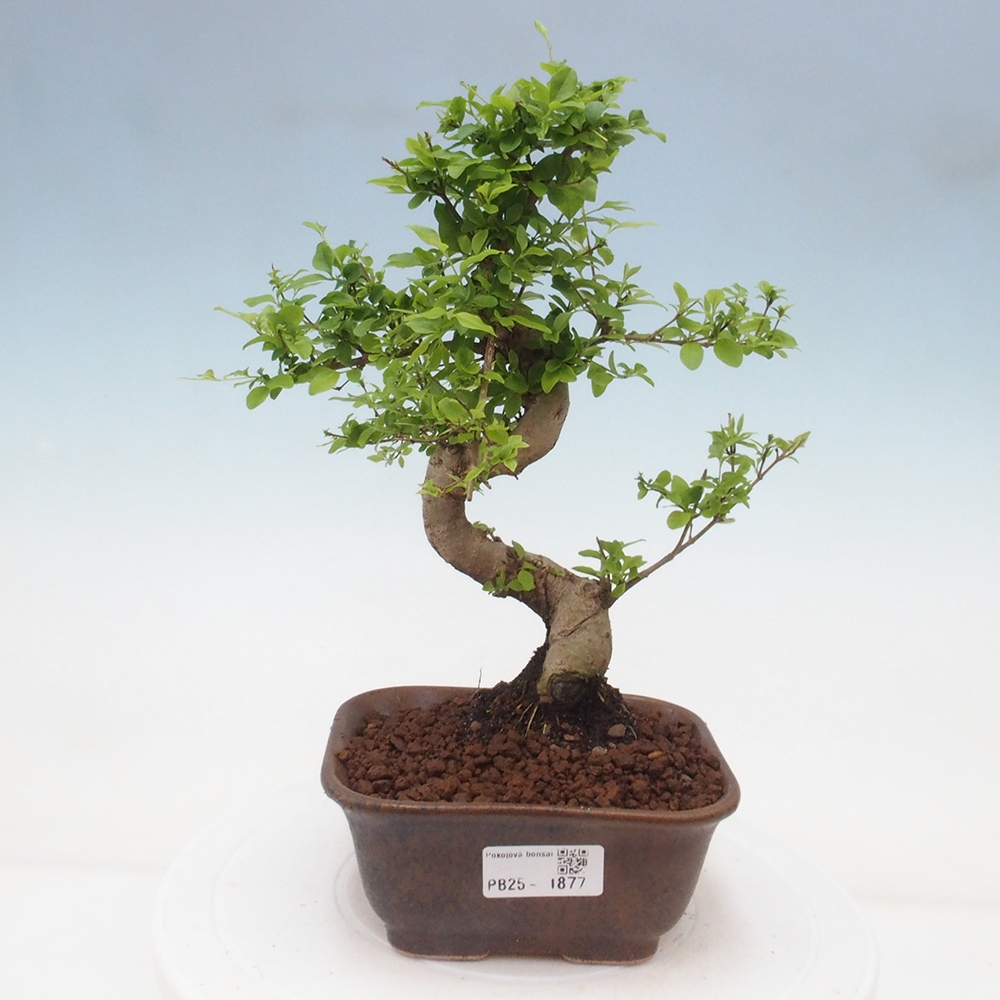 Pokojová bonsai -Ligustrum chinensis - Ptačí zob