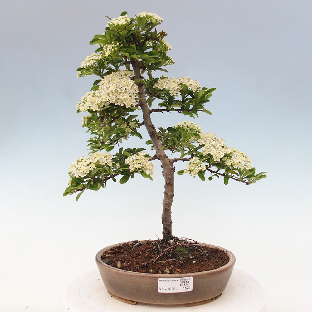 Venkovní bonsai-Pyracanta Teton -Hlohyně