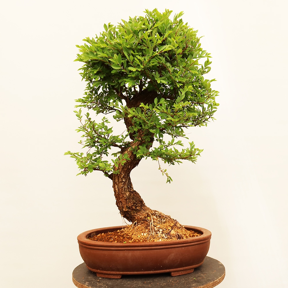 Venkovní bonsai - Zelkova - Zelkova NIRE