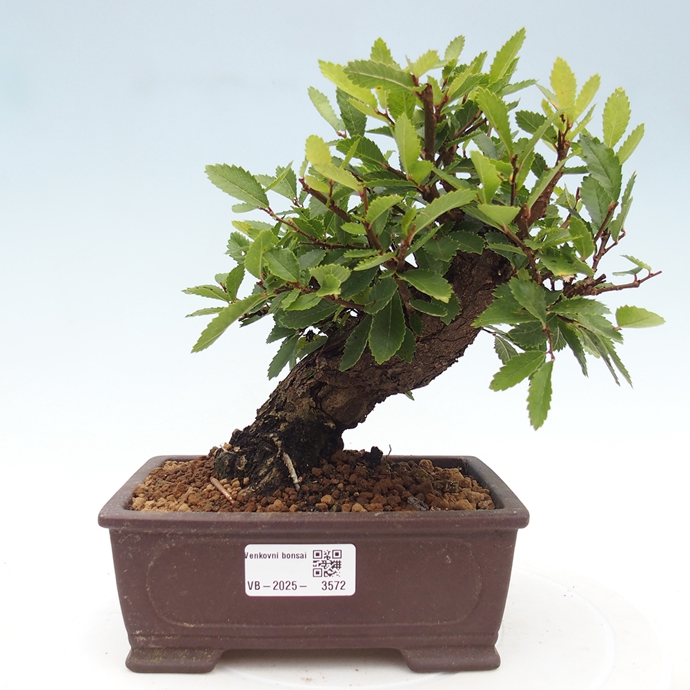 Venkovní bonsai - Zelkova - Zelkova NIRE