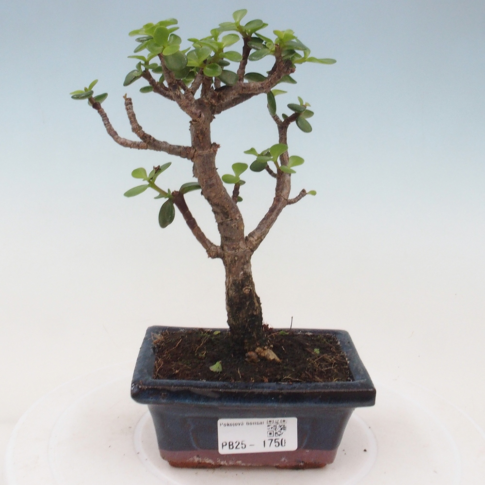 Pokojová bonsai - Portulakaria Afra - Tlustice