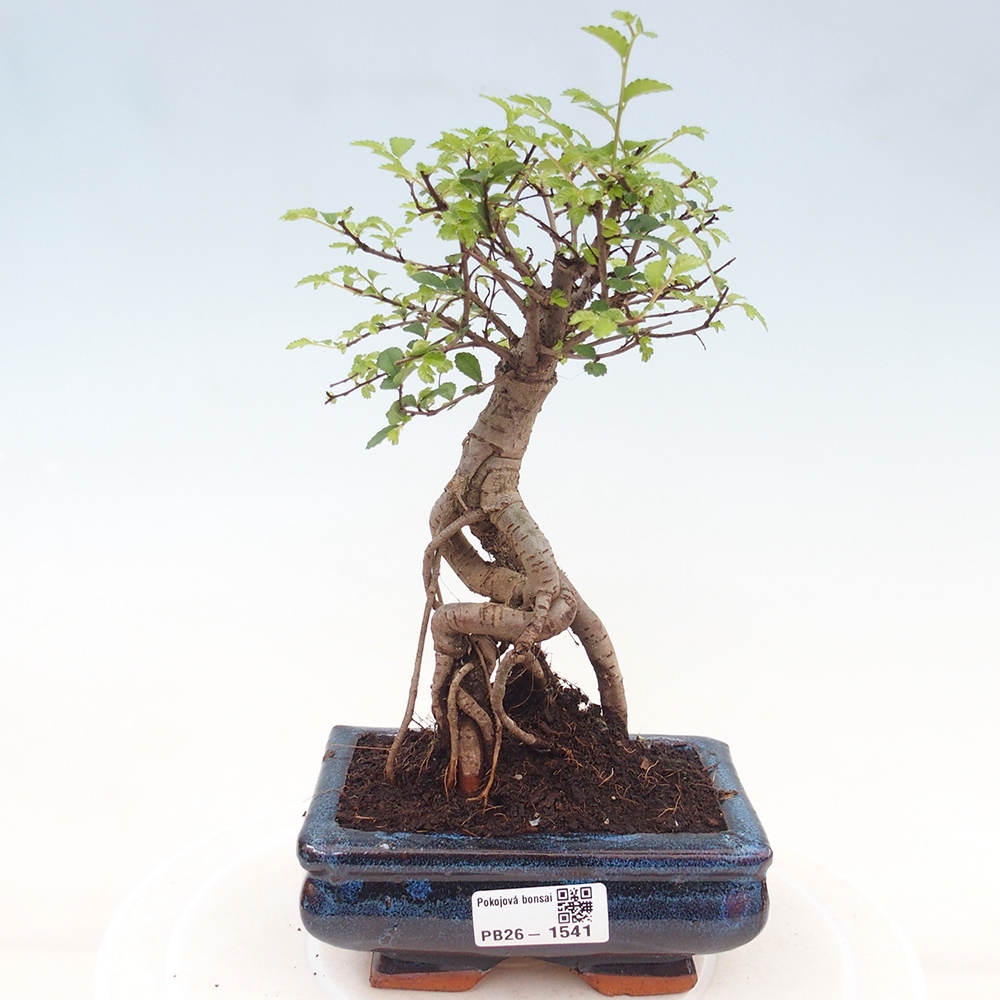 Pokojová bonsai - Ulmus parvifolia - Malolistý jilm