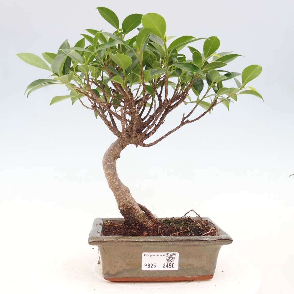 Pokojová bonsai - Ficus retusa -  malolistý fíkus