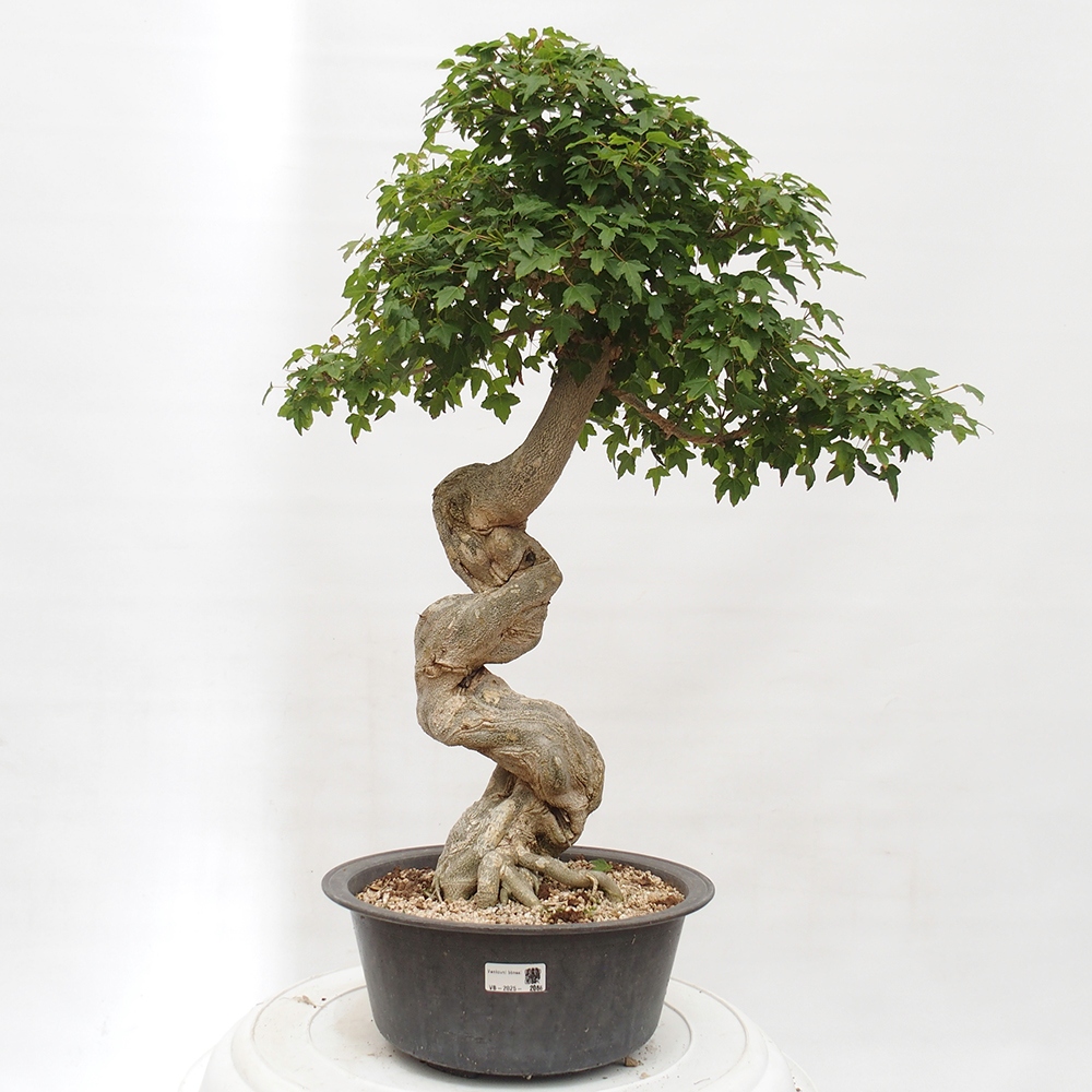 Venkovní bonsai - Acer Buergerianum - Javor Burgerův