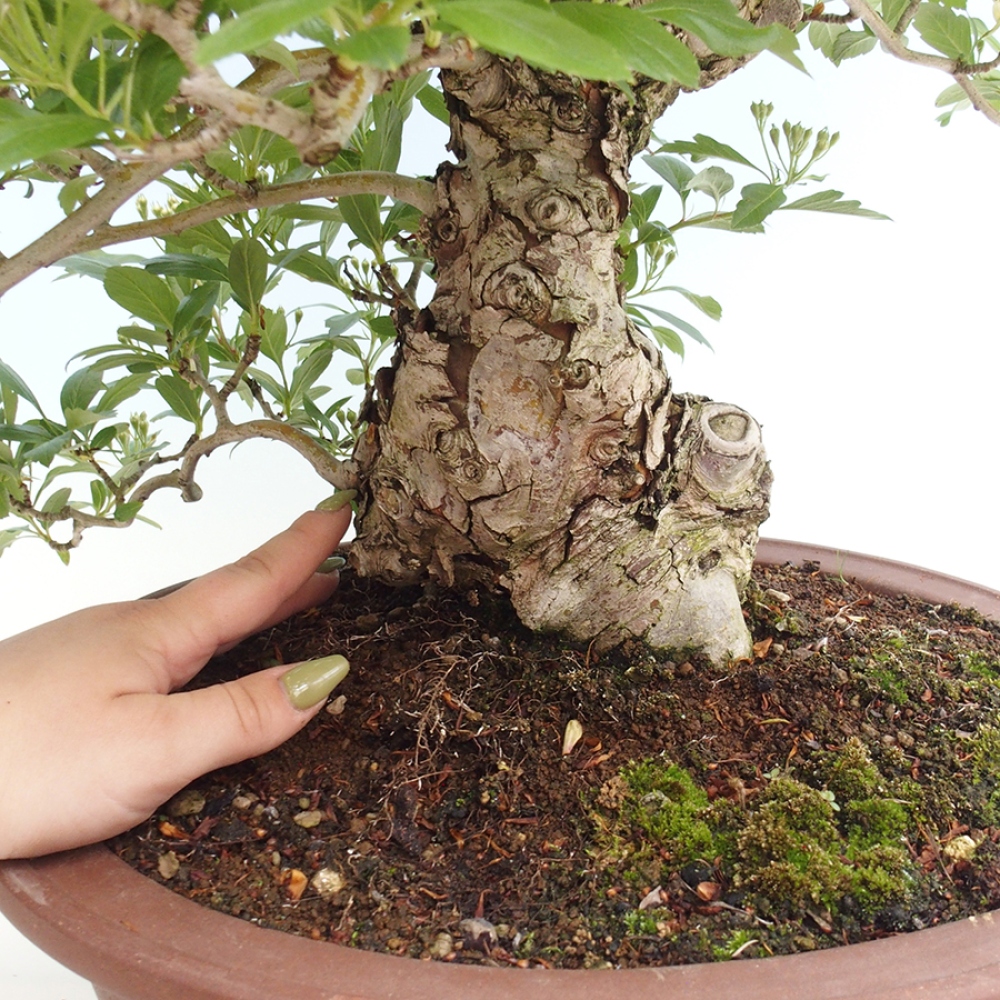 Venkovní bonsai - Hloh klínovitý - Crataegus cuneata