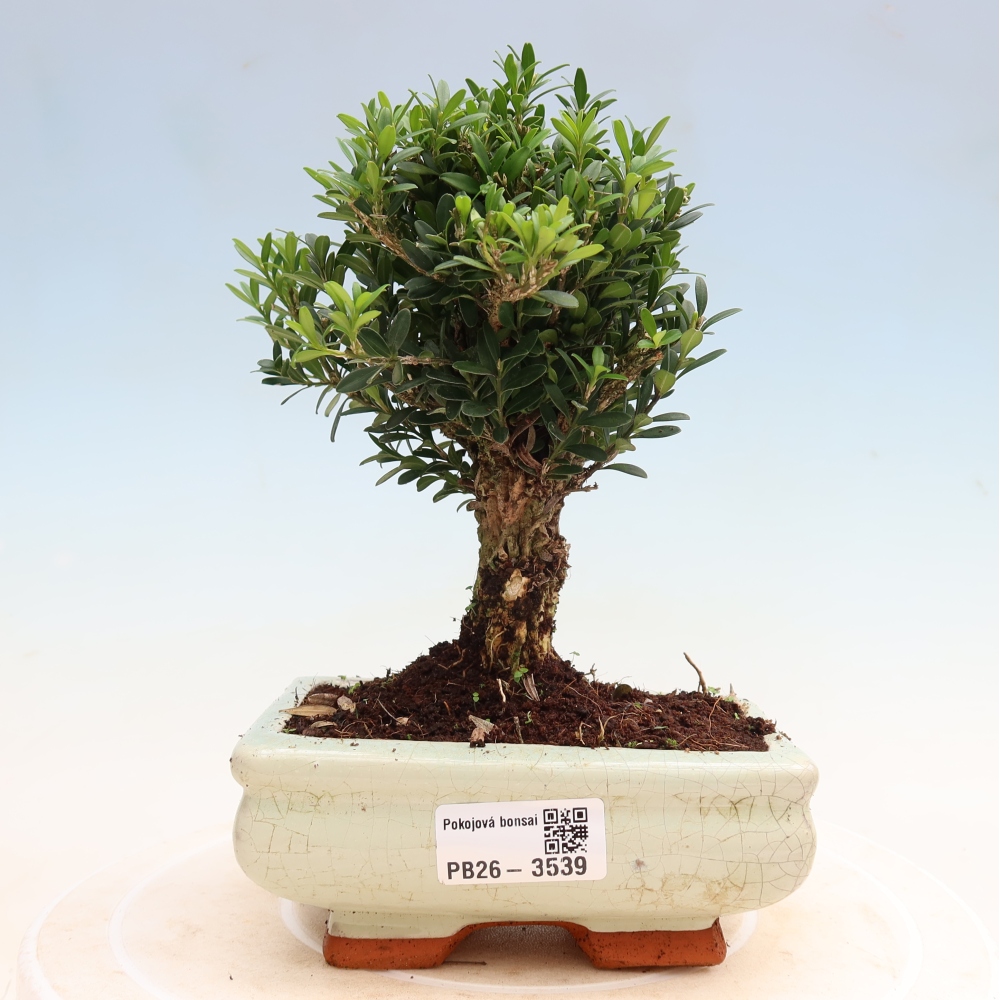 Pokojová bonsai - Buxus harlandii -korkový buxus