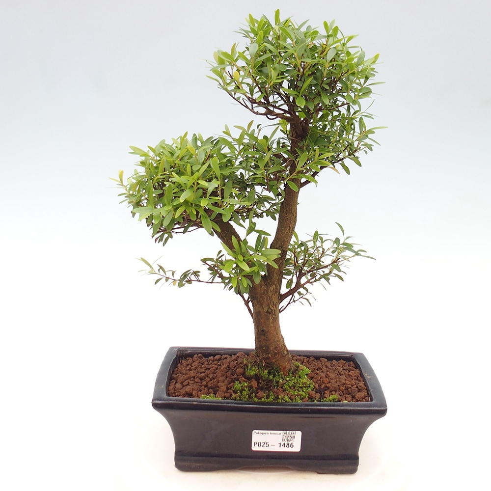 Pokojová bonsai - Syzygium - Pimentovník