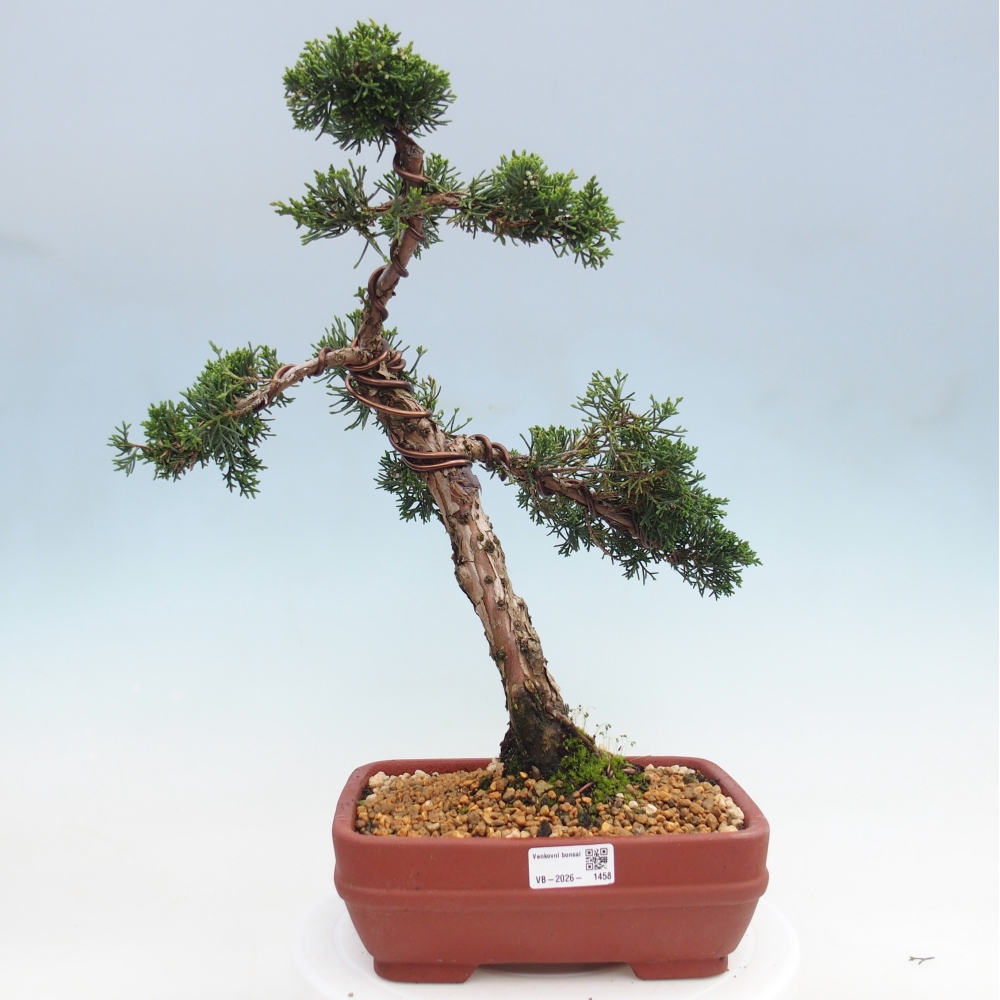 Venkovní bonsai - Juniperus chinensis Kishu -Jalovec čínský