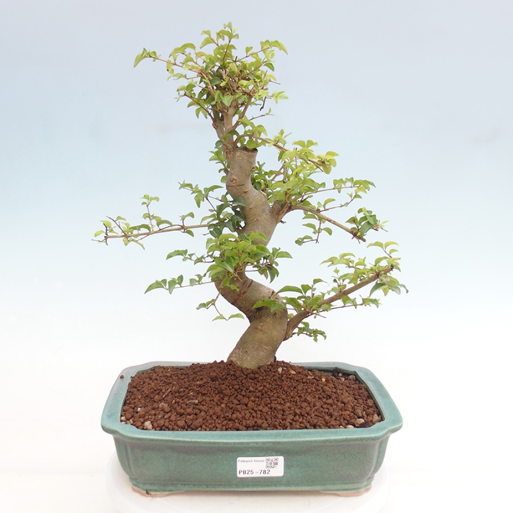 Pokojová bonsai -Ligustrum chinensis - Ptačí zob