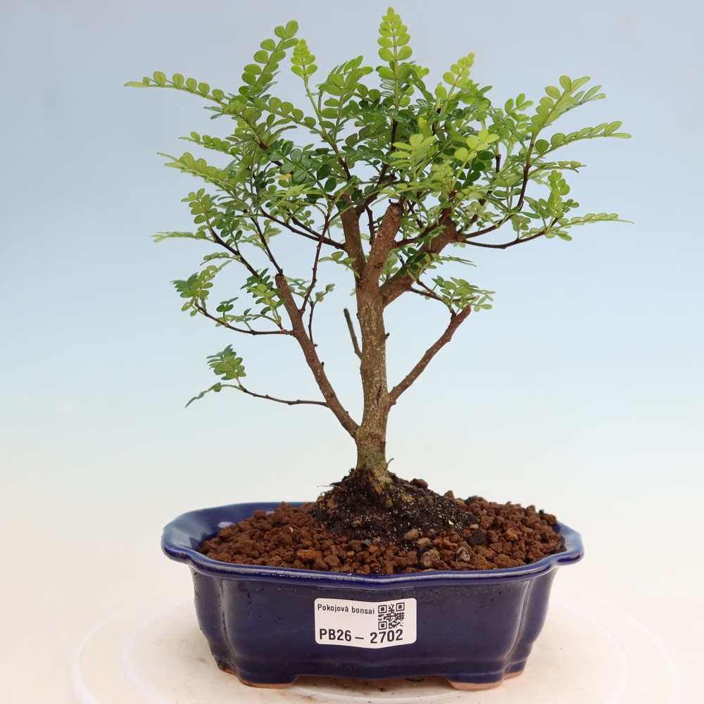 Pokojová bonsai - Zantoxylum piperitum - Pepřovník