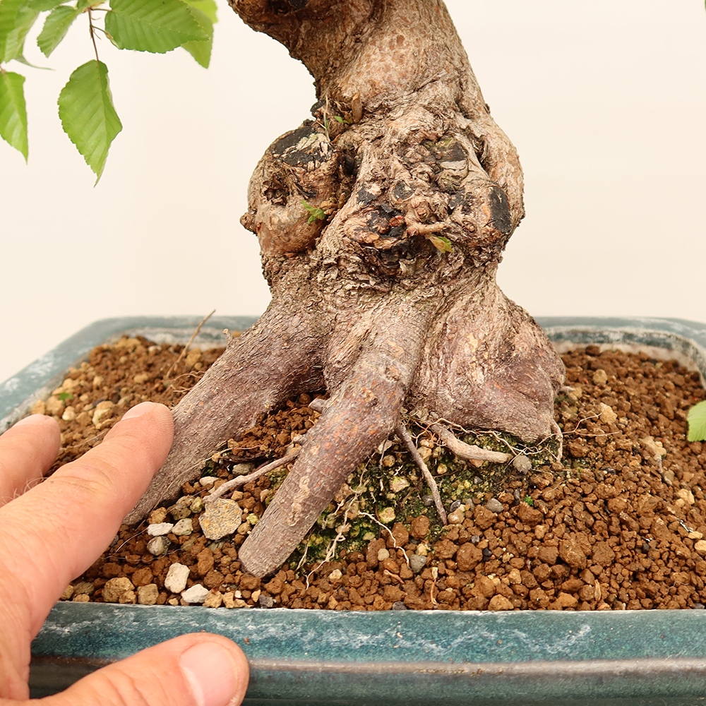 Venkovní bonsai -Carpinus Coreana - Habr korejský
